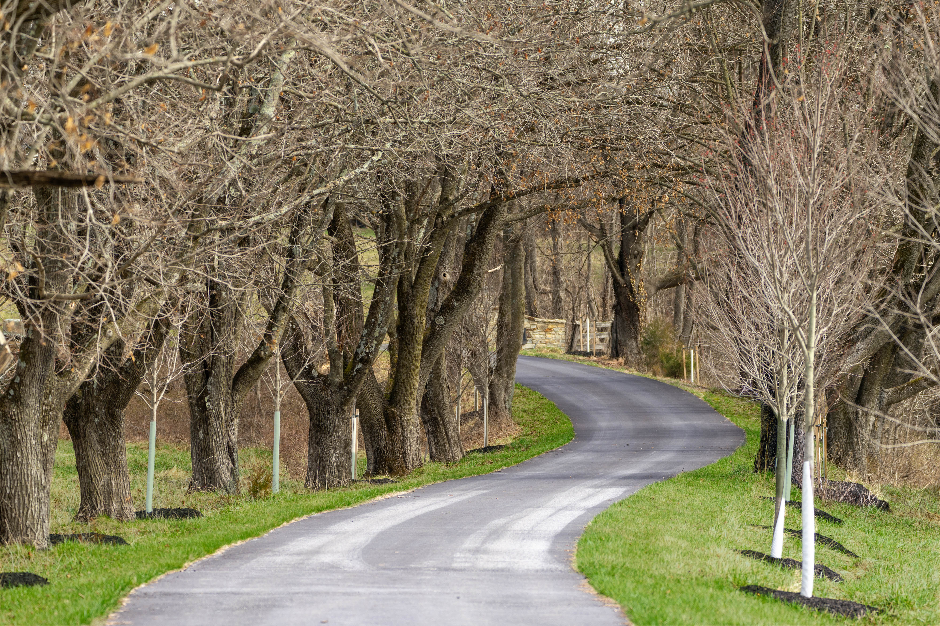 15314 PRICEVILLE ROAD, SPARKS GLENCOE, MD 21152 – Winding tree-lined drive beneath a canopy of mature trees leading to the estate