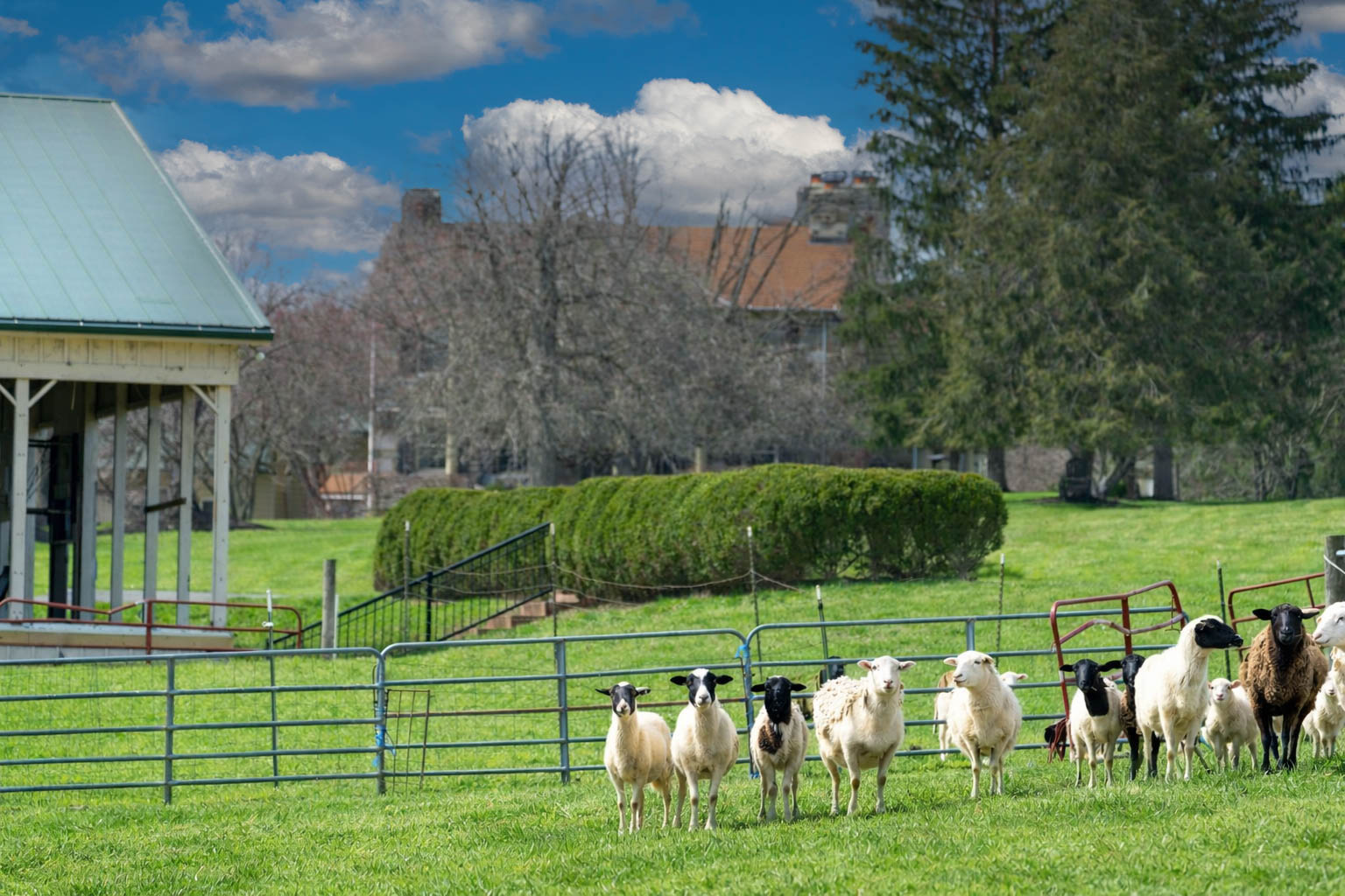 15314 PRICEVILLE ROAD, SPARKS GLENCOE, MD 21152 – Sheep grazing in a fenced pasture beneath wooded hillsides on a Sparks Glencoe farm estate
